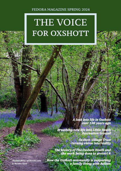 Bluebells in Oxshott woods