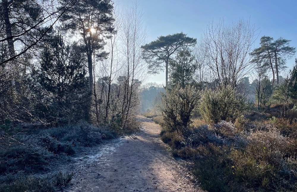 Frosty scene on Oxshott heath