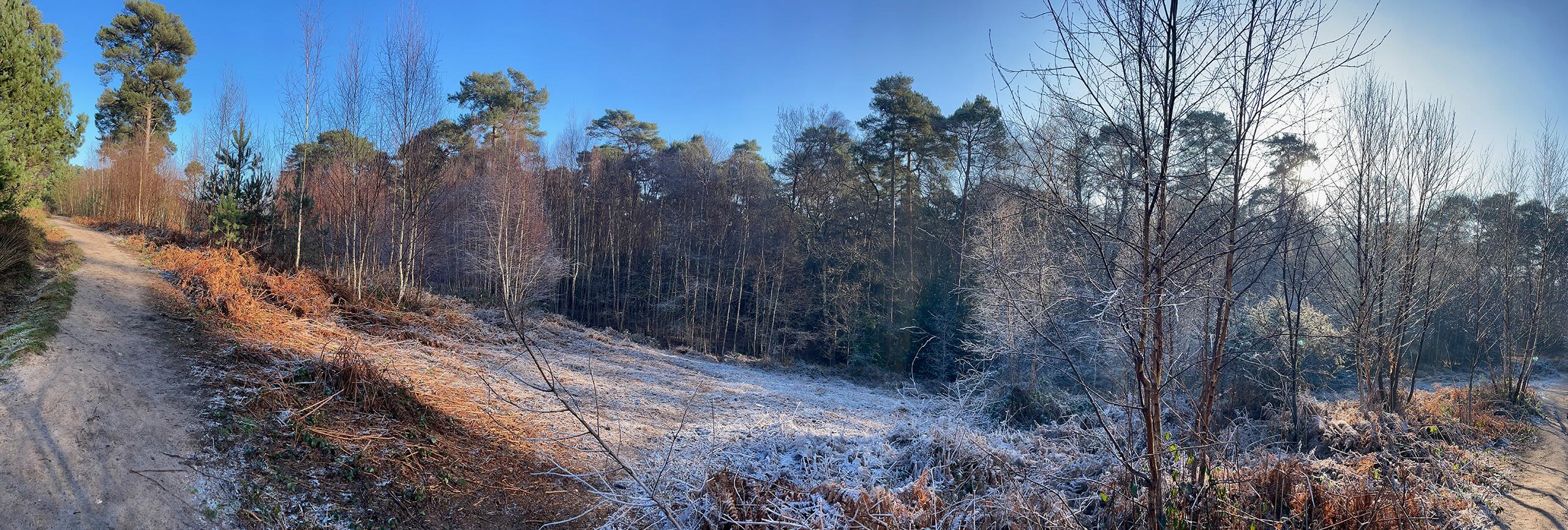 Winer on Oxshott heath