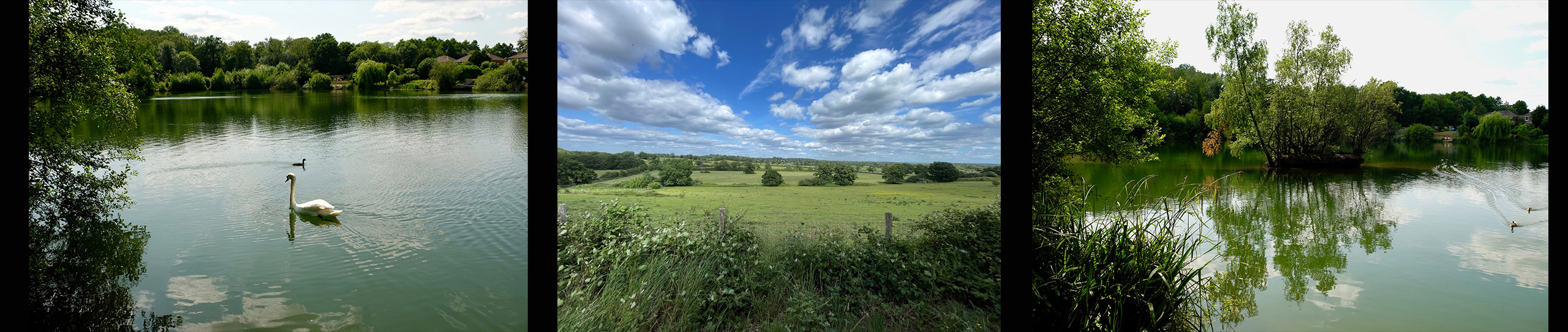 three pictures showing green belt land around oxshott